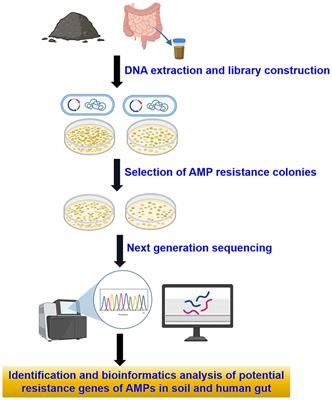 Analyzing resistome in soil and Human gut: a study on the characterization and risk evaluation of antimicrobial peptide resistance